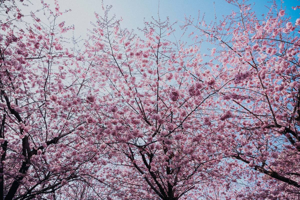 Ein Kirschbaum ganz am Anfang der Webseite